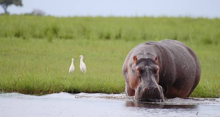 Een grote nijlpaard komt uit het water tevoorschijn terwijl twee witte reigers in de buurt op een graszoden oever staan.