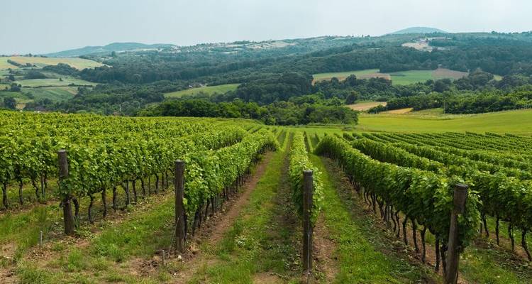 Endless rows of green grapevines stretch across rolling countryside under a pale sky.