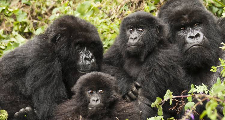Een close familie groep berggorilla's die dicht tegen elkaar aankruipen tussen weelderige begroeiing.