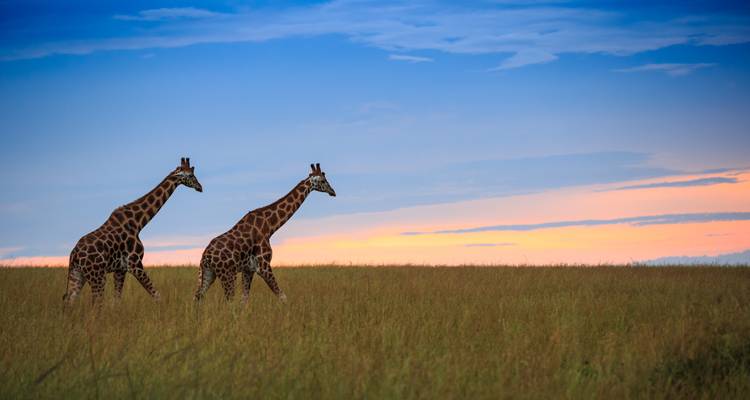 Twee giraffen die een open graslandvlakte oversteken, afgeteekend tegen een pastelkleurige zonsonderganghemel.