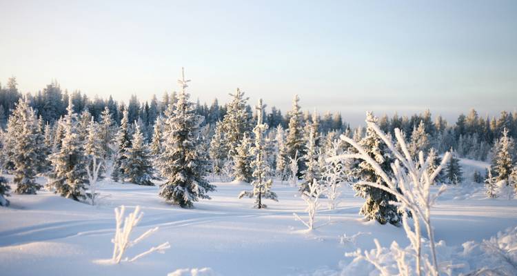 Une forêt hivernale tranquille où les pins chargés de neige se dressent sous une lumière matinale douce et pâle.