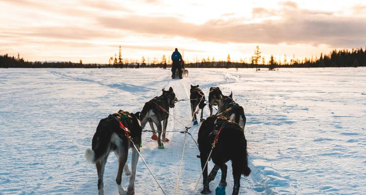 Un musher guide une équipe de huskies tirant un traîneau à travers une plaine enneigée au coucher du soleil.