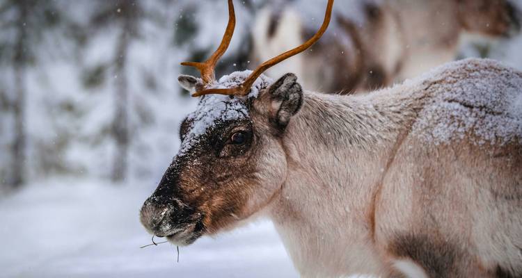 Gros plan d'une renne au pelage givré et aux bois dans un cadre forestier hivernal.