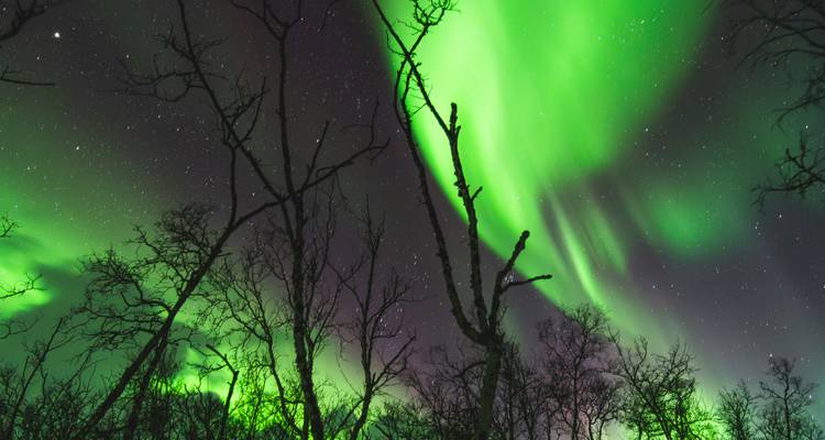 Les aurores boréales d'un vert éclatant tourbillonnent dans un ciel nocturne étoilé au-dessus des silhouettes d'arbres nus d'hiver.
