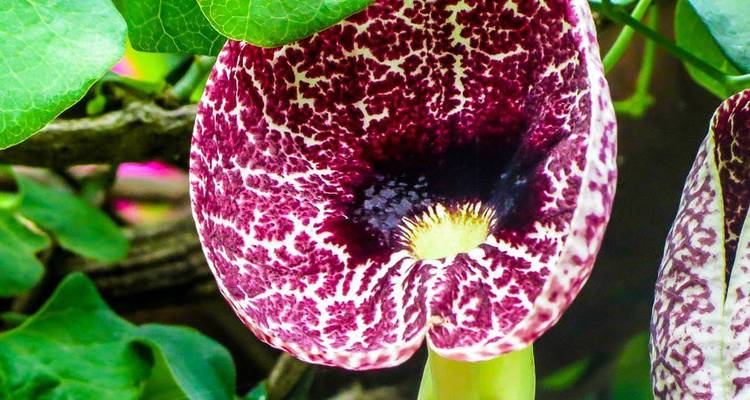 Close-up of a vibrant speckled purple tropical flower among green leaves.