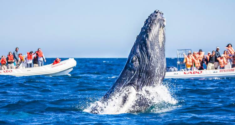Humpback whale breaches dramatically beside tour boats filled with orange-vested passengers.
