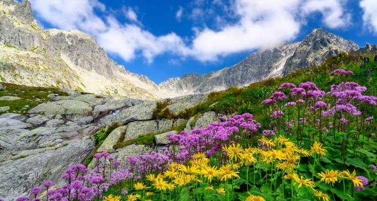 Las coloridas flores silvestres alpinas florecen bajo picos de granito escarpado y un cielo azul brillante.
