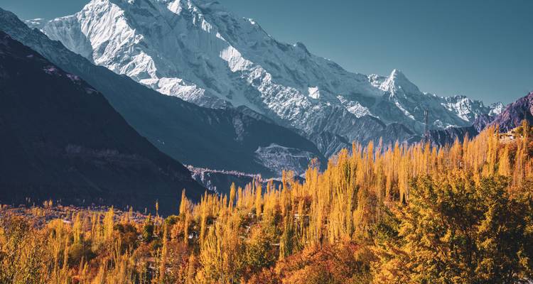 Bosque de álamos dorados en otoño contrasta con la imponente cresta montañosa cubierta de hielo bajo cielos despejados.
