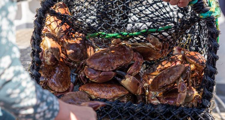 Panier rempli de crabes bruns vivants fraîchement capturés dans un piège à filet