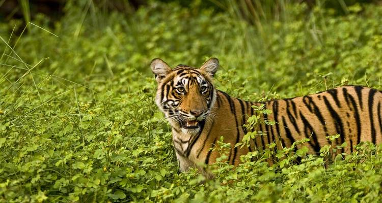 Gros plan d'un tigre du Bengale se tenant en alerte dans une végétation luxuriante et verdoyante.
