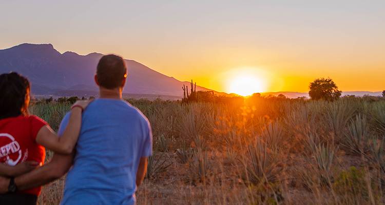 Un couple observe un coucher de soleil éclatant sur un champ d'agave et des montagnes lointaines.