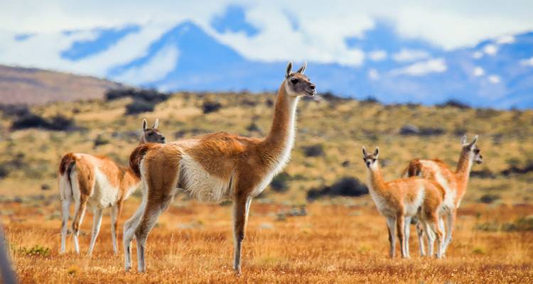 Groep wilde guanacos die op gouden graslanden staan met dramatische sneeuwbedekte bergen op de achtergrond.