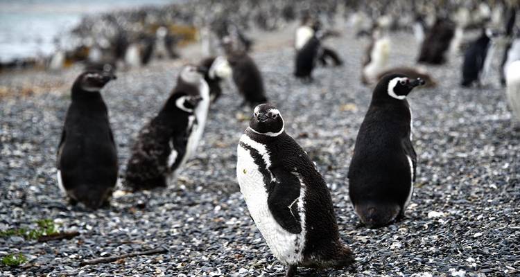 Magellaanse pinguïns die op een kiezelachtig strand staan met de zee in de verte en een grote kolonie wazig op de achtergrond.