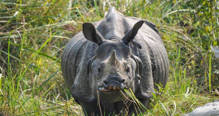 Rhinocéros unicorne broutant parmi les roseaux hauts et la végétation de la jungle.