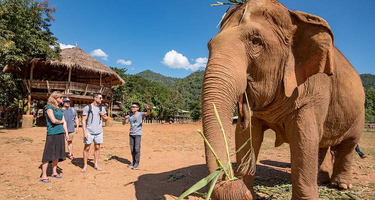 Les visiteurs observent et nourrissent un grand éléphant secouru dans un sanctuaire éthique situé dans une vallée thaïlandaise boisée.
