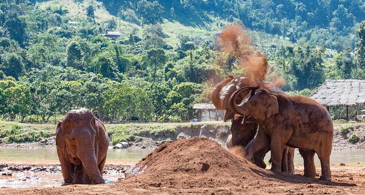 Trois éléphants jouant et soulevant de la poussière rouge à côté d'une rivière avec des collines vertes luxuriantes en arrière-plan