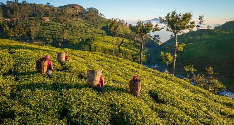 Tea pickers wearing bright headscarves harvest leaves on rolling green hills at sunrise.