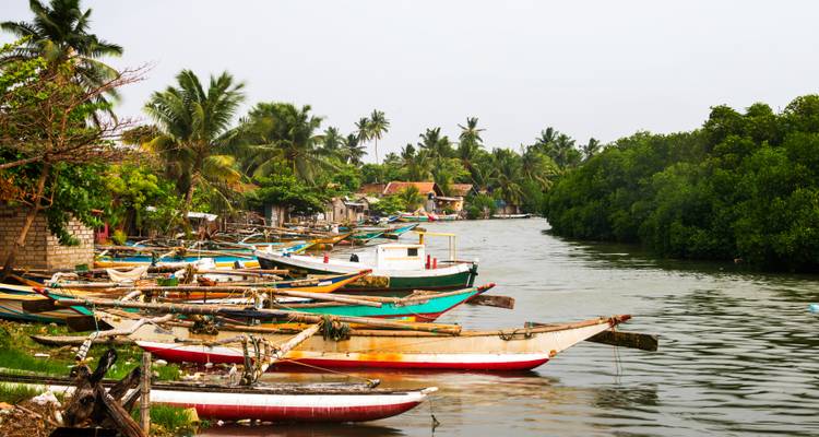 Colorful wooden fishing boats moored along a calm tropical river lined with palms.