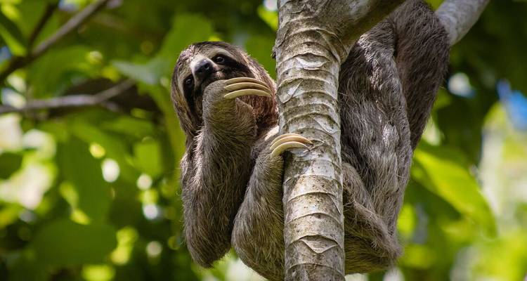 Three-toed sloth lounging on a tree branch, peering pensively through tropical foliage.