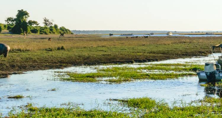 A wide wetland scene with scattered wildlife, boats, and distant trees under clear light.