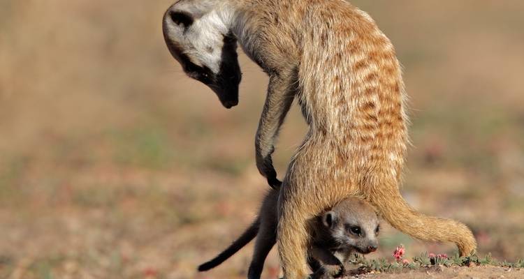 A close-up of an adult meerkat standing guard as a tiny pup clings beneath it.