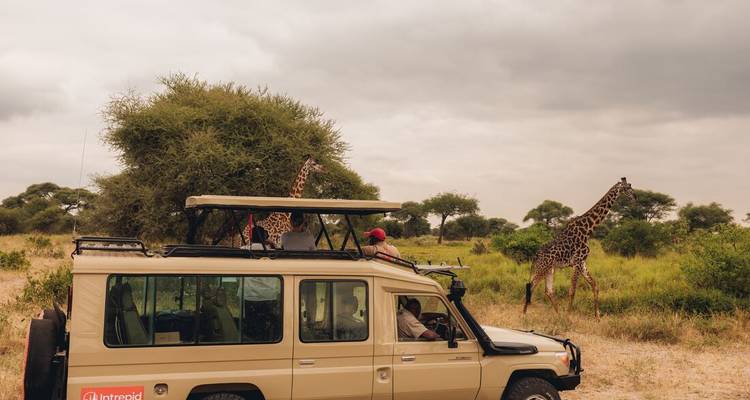 Safari vehicle pauses near two towering giraffes feeding on an acacia under cloudy skies.