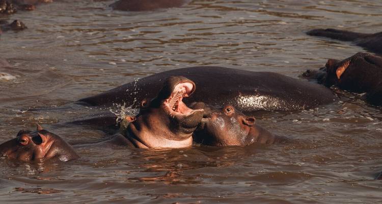 Hippos sparring with open jaws in muddy river water, splashing dramatically.