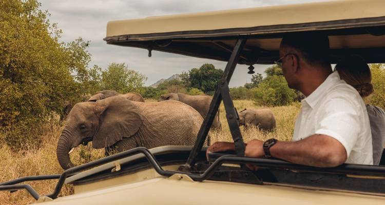 Travellers observe a herd of elephants browsing just meters from their safari jeep.