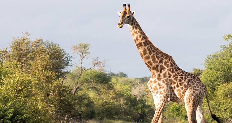 Grande girafe se tenant à côté d'une végétation luxuriante sous un ciel lumineux.