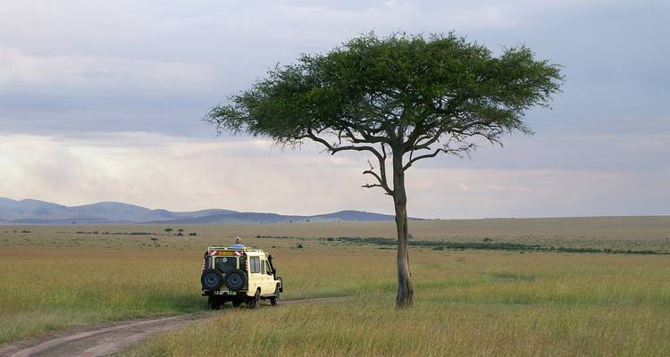 Véhicule de safari garé sous un acacia solitaire sur une plaine herbeuse sans fin.