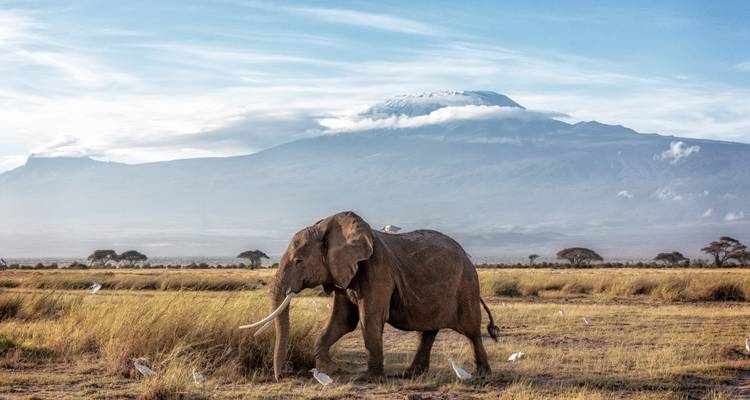 Elefante solitario con colmillos largos caminando por la sabana seca bajo el Kilimanjaro coronado de nubes.