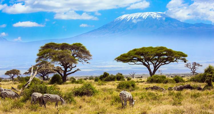 Las cebras pastan en la sabana con el Kilimanjaro coronado de nieve elevándose en la distancia brumosa.