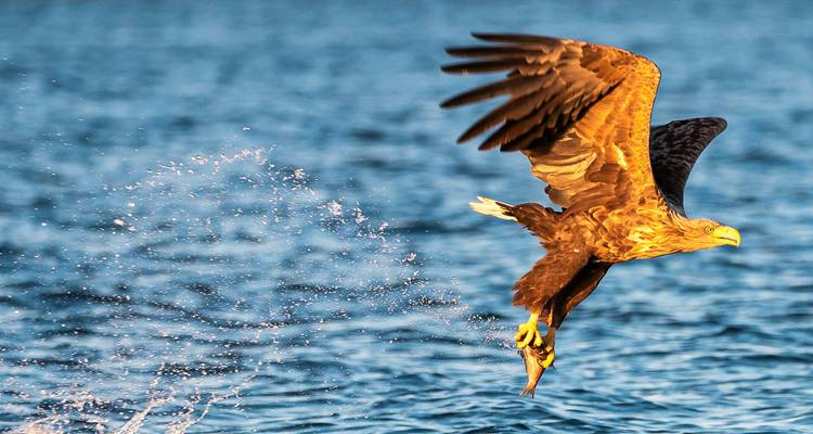 Un aigle de mer soulève un poisson des eaux bleues étincelantes en vol, des gouttelettes traînant derrière lui.
