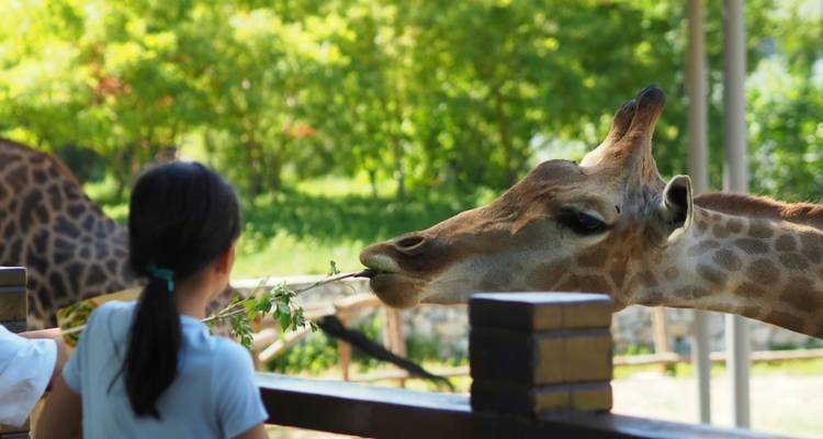 Ein junges Mädchen füttert eine Giraffe über ein Holzgeländer in einem grünen, sonnenfleckigen Gehege eines Zoos.