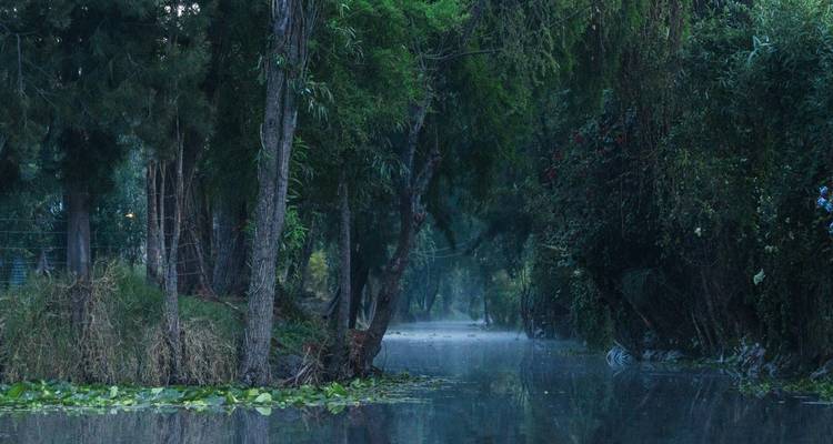Canal bordé d'arbres et enveloppé de brume dans la lumière matinale avec des nénuphars flottant à la surface de l'eau.