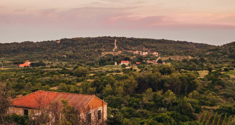 Peaceful rural landscape with hillside vineyards, scattered houses and soft pink evening sky.