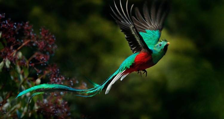 Vibrant resplendent quetzal in mid-flight over lush Costa Rican cloud forest.