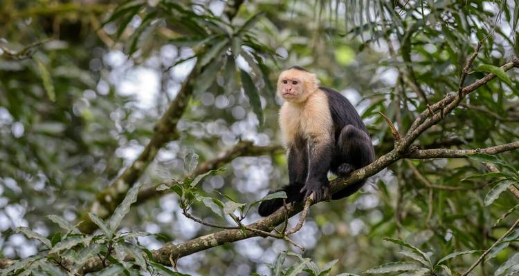 White-faced capuchin monkey perched on a mossy tree branch in dense jungle.