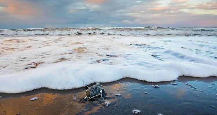 Baby sea turtle crawls toward foamy waves on a Caribbean beach at dawn.