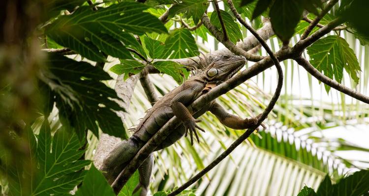 Green iguana clings to branches amid large tropical leaves.