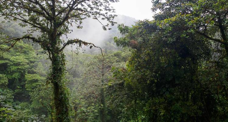 Misty cloud forest canopy with dense green vegetation in Monteverde.