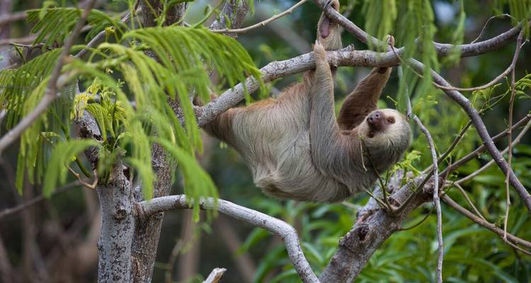 Two-toed sloth hangs upside-down from tree branches in tropical foliage.
