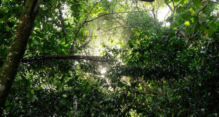 Sunbeams filter through dense rainforest canopy highlighting lush leaves.