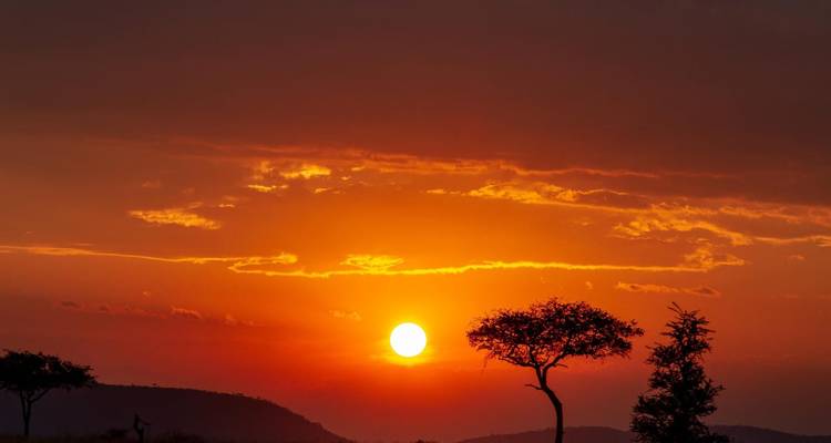 Coucher de soleil africain d'un orange éclatant avec des acacias en silhouette à l'horizon de la savane