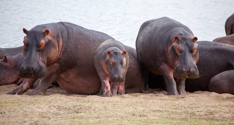 Famille d'hippopotames se reposant sur une rive sablonneuse à côté d'une eau calme