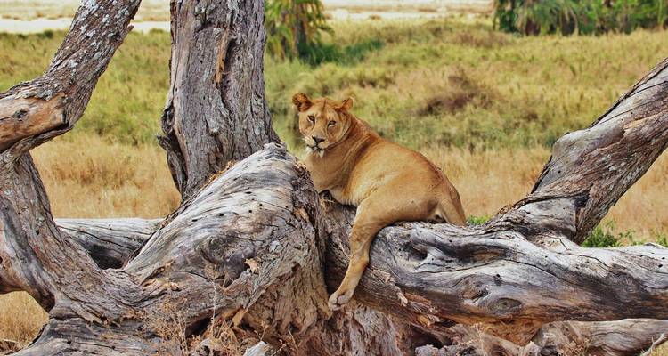 Lionne allongée sur un tronc d'arbre tombé dans une savane dorée