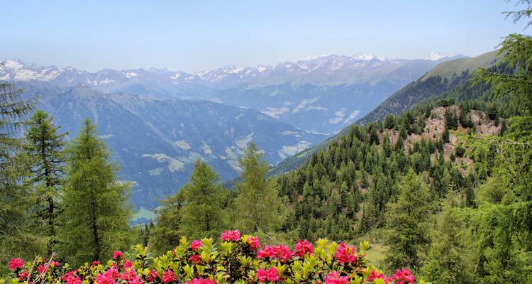 Alpenlandschap vol pijnbomen en bloeiende roze rododendrons onder een heldere hemel