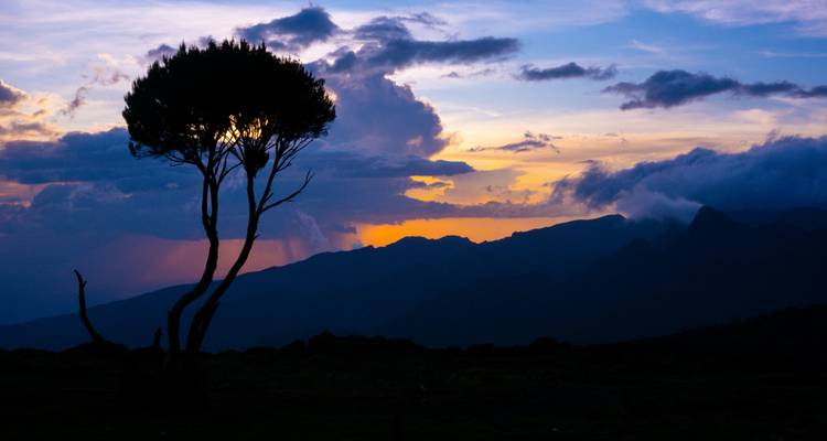 Silhouet van een kenmerkende boom onder kleurrijke schemering boven verre bergkammen.