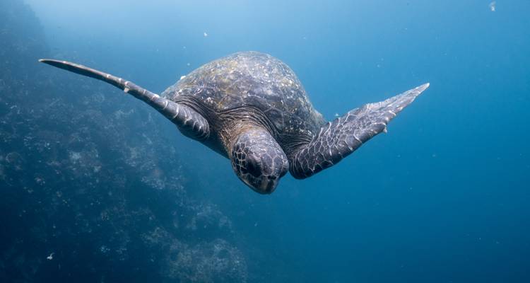 Image sous-marine d'une tortue marine verte glissant élégamment dans un océan bleu cristallin.