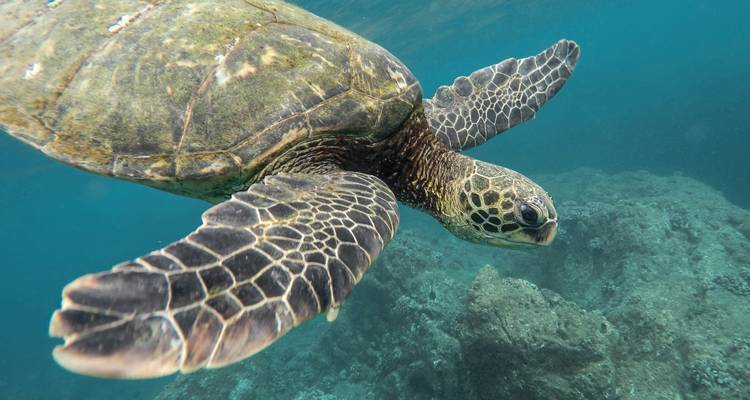 Vue rapprochée sous-marine d'une tortue verte avec une carapace motif et des nageoires nageant au-dessus du corail.